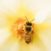 A bee is always welcome in my garden by nicolecampbell