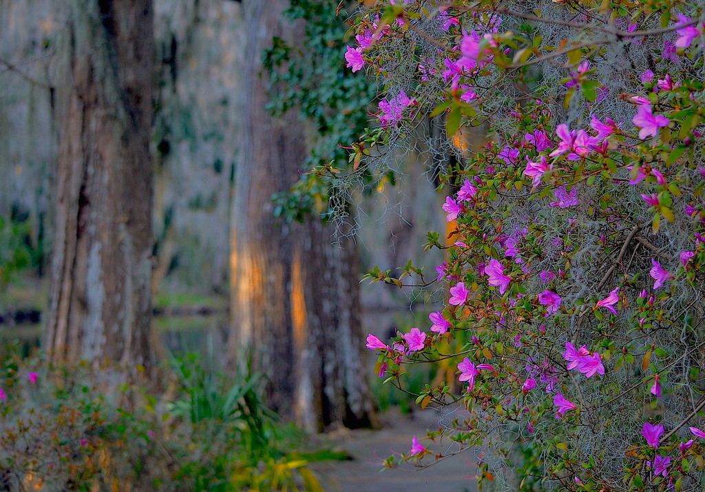 Bald cypress and azaleas by congaree