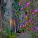 Bald cypress and azaleas by congaree
