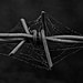 Barbed Web by jesperani
