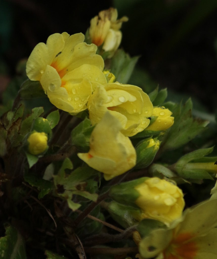 Emerging primroses by orchid99