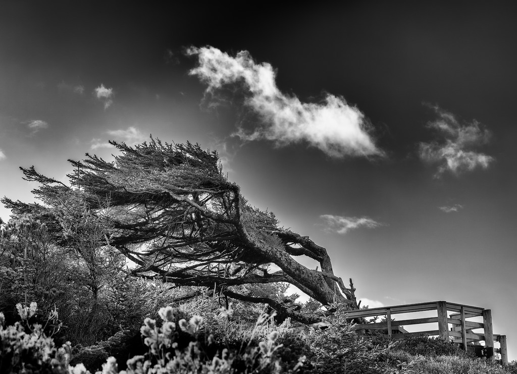 Black and White Windblown Tree  by jgpittenger