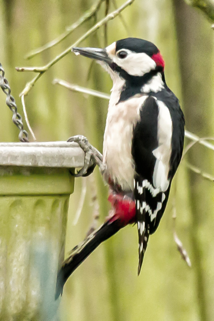 2017 02 08 - Woody the woodpecker by pamknowler