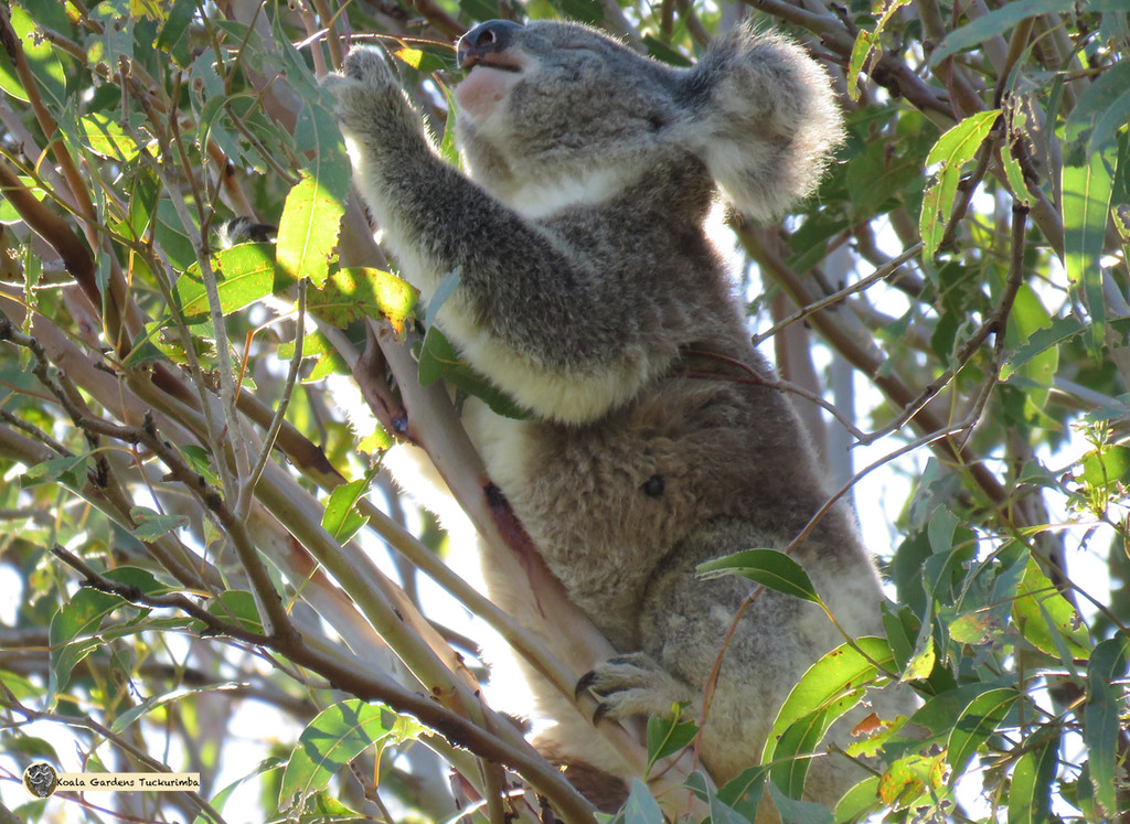 choicest tips by koalagardens