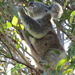 choicest tips by koalagardens