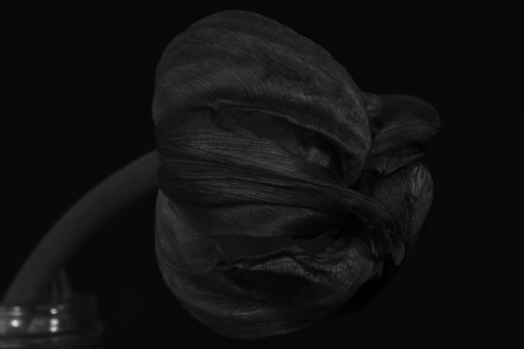 Tulip - On the Dark Side! by bizziebeeme