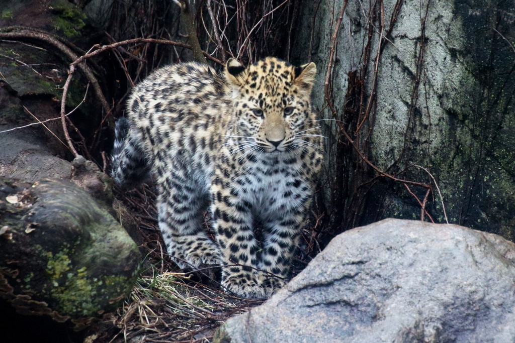 Amur Leopard Cub  by randy23
