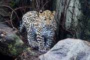 8th Feb 2017 - Amur Leopard Cub 