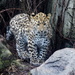 Amur Leopard Cub  by randy23