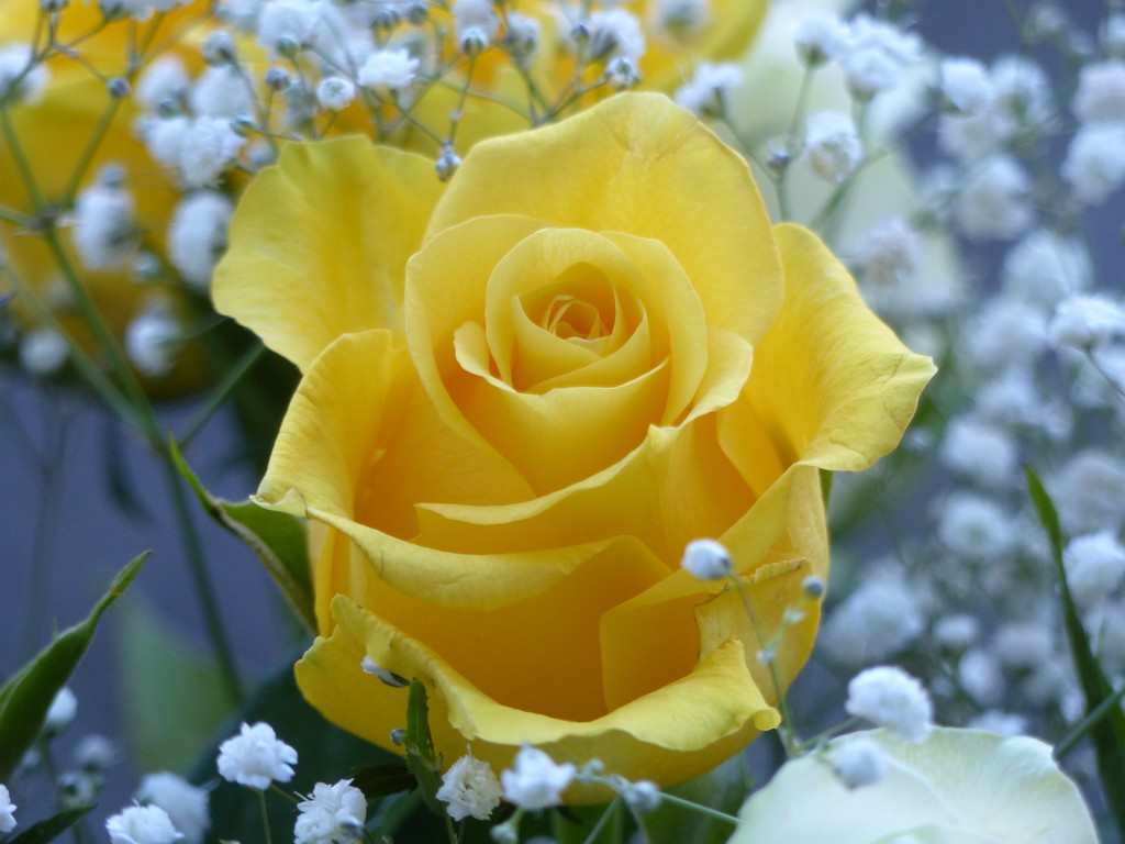 Yellow Rose by susiemc