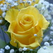 Yellow Rose by susiemc