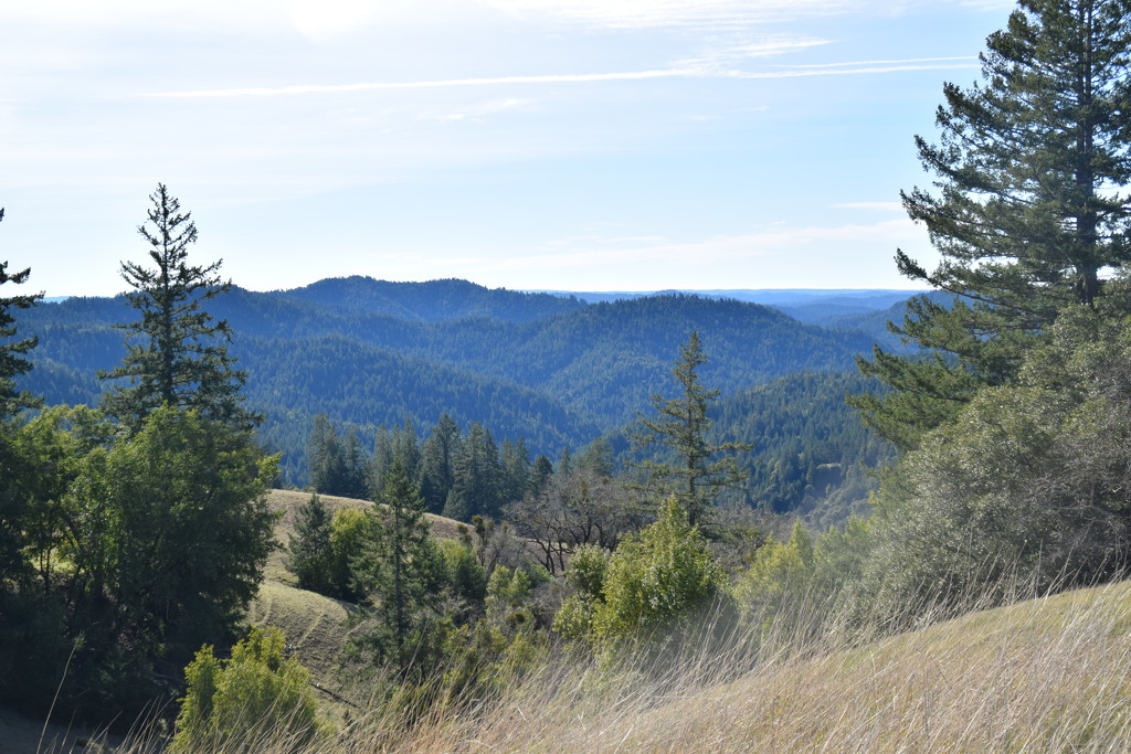 Redwood valley by bruni