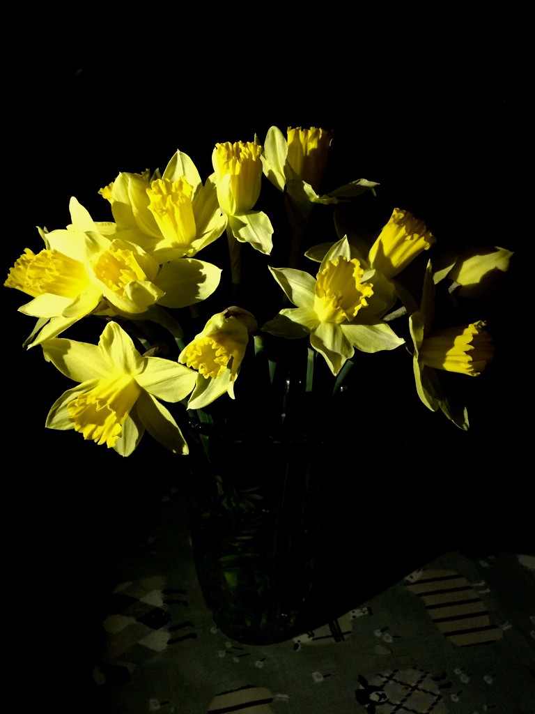 Daffs by iPhone Torch by daffodill