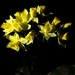 Daffs by iPhone Torch by daffodill