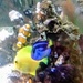 Saving Nemo! by fbailey