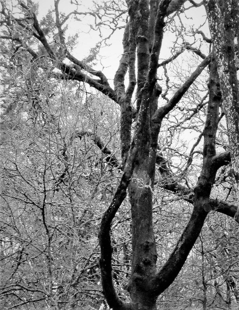 Branches   B&W by granagringa