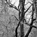 Branches   B&W by granagringa