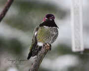 8th Feb 2017 - ~Hummer in the snow~