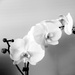 Orchid by alia_801