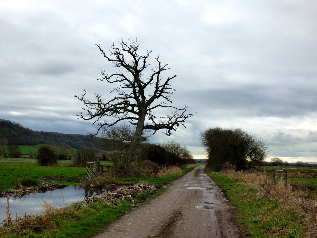 Tree on the edge of the Somerset Levels by julienne1
