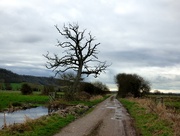 8th Feb 2017 - Tree on the edge of the Somerset Levels