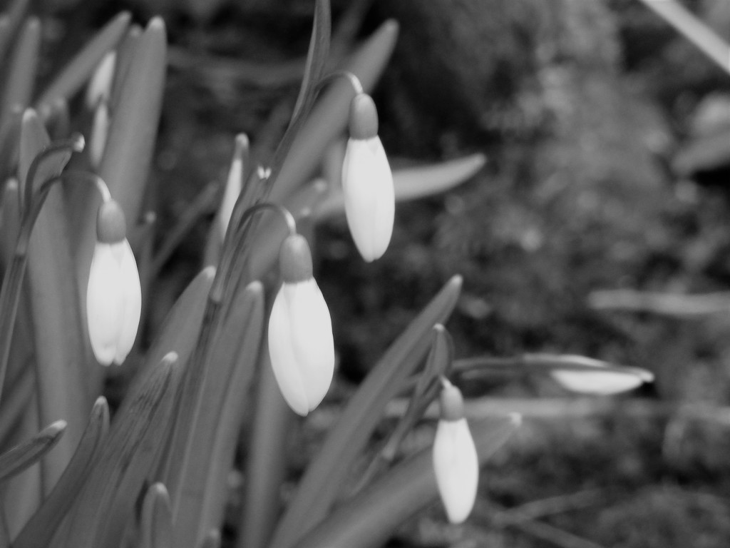 Snowdrops ( Black and White ) by beryl