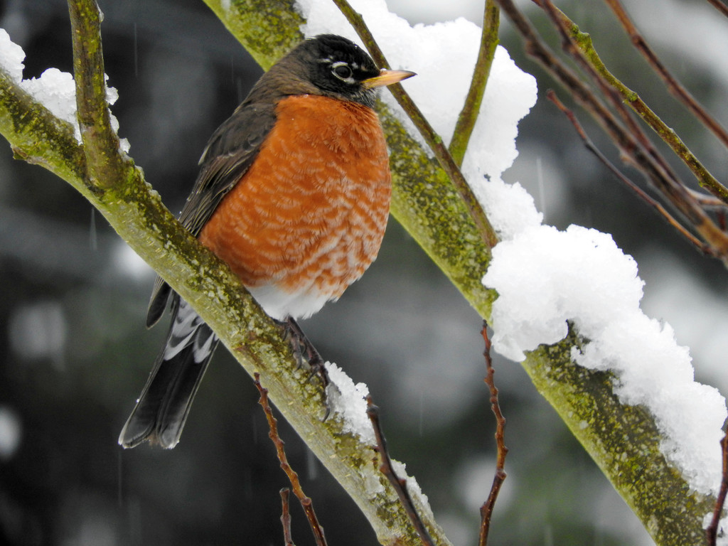 Snowy Robin by seattlite