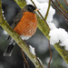 Snowy Robin by seattlite
