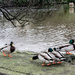 Lots of Ducks by frequentframes