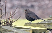 9th Feb 2017 - Female Blackbird