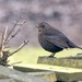 Female Blackbird by arkensiel