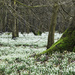 Snowdrops at Welford Park by jon_lip