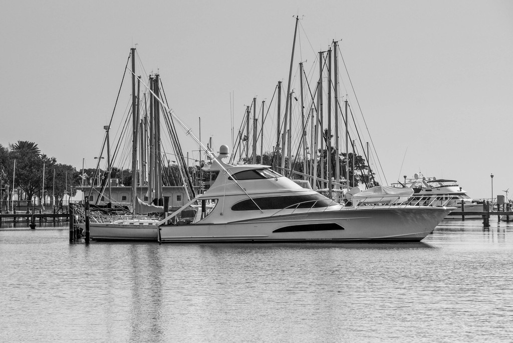 St. Pete Marina by danette