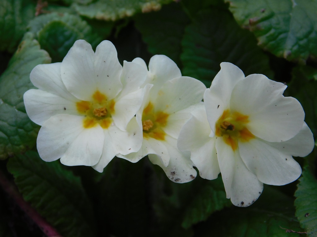  Real primroses by 365anne