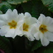  Real primroses by 365anne