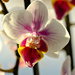 Closeup of orchid by elisasaeter