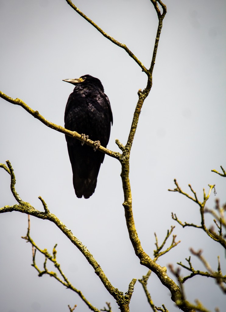 Crow looking menacing by swillinbillyflynn