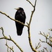 Crow looking menacing by swillinbillyflynn