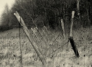 9th Feb 2017 - Abandoned vineyard