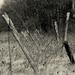 Abandoned vineyard by jayberg