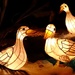 Pekin ducks by dkbarnett