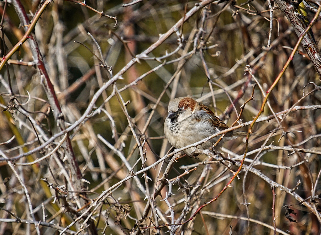 A Bird in the Bush  by gardencat