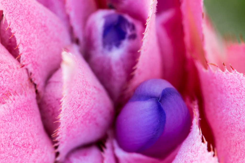 Bromeliad Close Up by seacreature