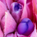 Bromeliad Close Up by seacreature