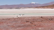 7th Feb 2017 - Chile 35  Atacama 3
