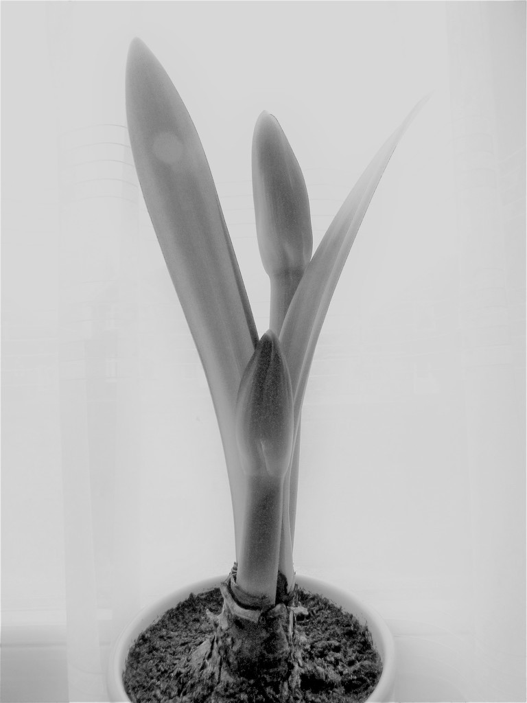 Amaryllis- B/W another update  by beryl