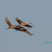 Sandhills in flight-LHG_1402 by rontu