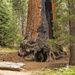 Sequoia by lstasel