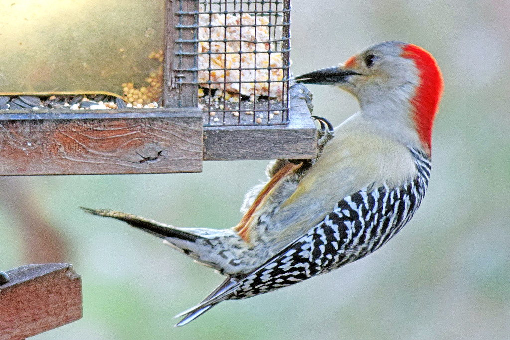 Red-bellied woodpecker by dsp2