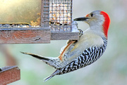9th Feb 2017 - Red-bellied woodpecker